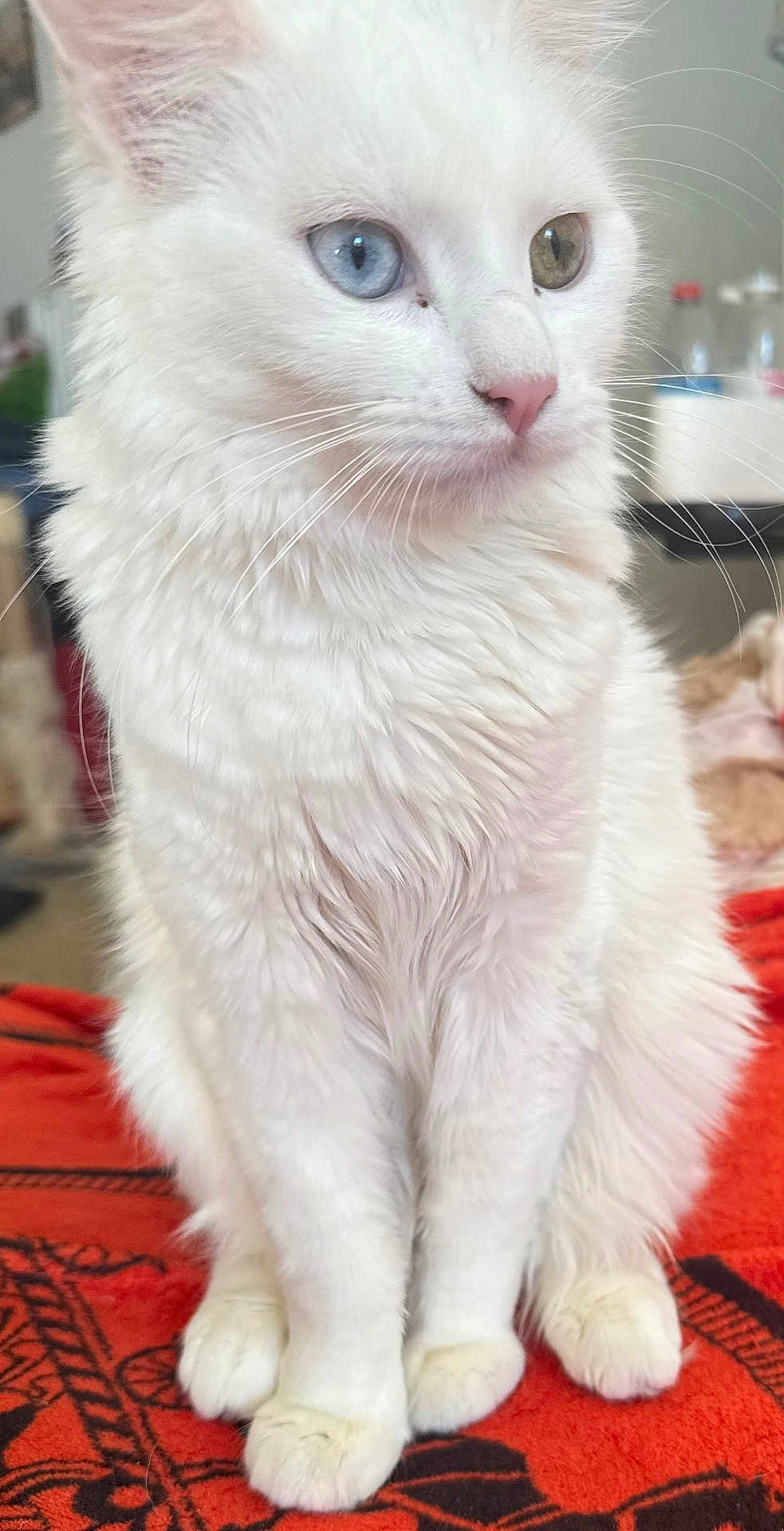 Diamant participe au concours pour gagner de l'argent avec cette photo : cat, white_cat, heterochromia, blue_eye, green_eye, fluffy_fur, pet, indoor, sitting, close_up, animal, feline, whiskers, pink_nose, soft_light, blanket, orange_blanket, domestic_cat, cute, portrait