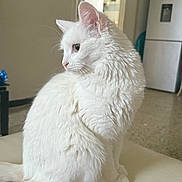 Diamant a rejoint le concours — aidez-le/la à gagner de superbes lots ! animal, cat, clean, cozy, curious, domestic_cat, fluffy, fur, furniture, household, indoor, mammal, pet, quiet, red_cloth, refrigerator, side_view, sitting, whiskers, white_cat