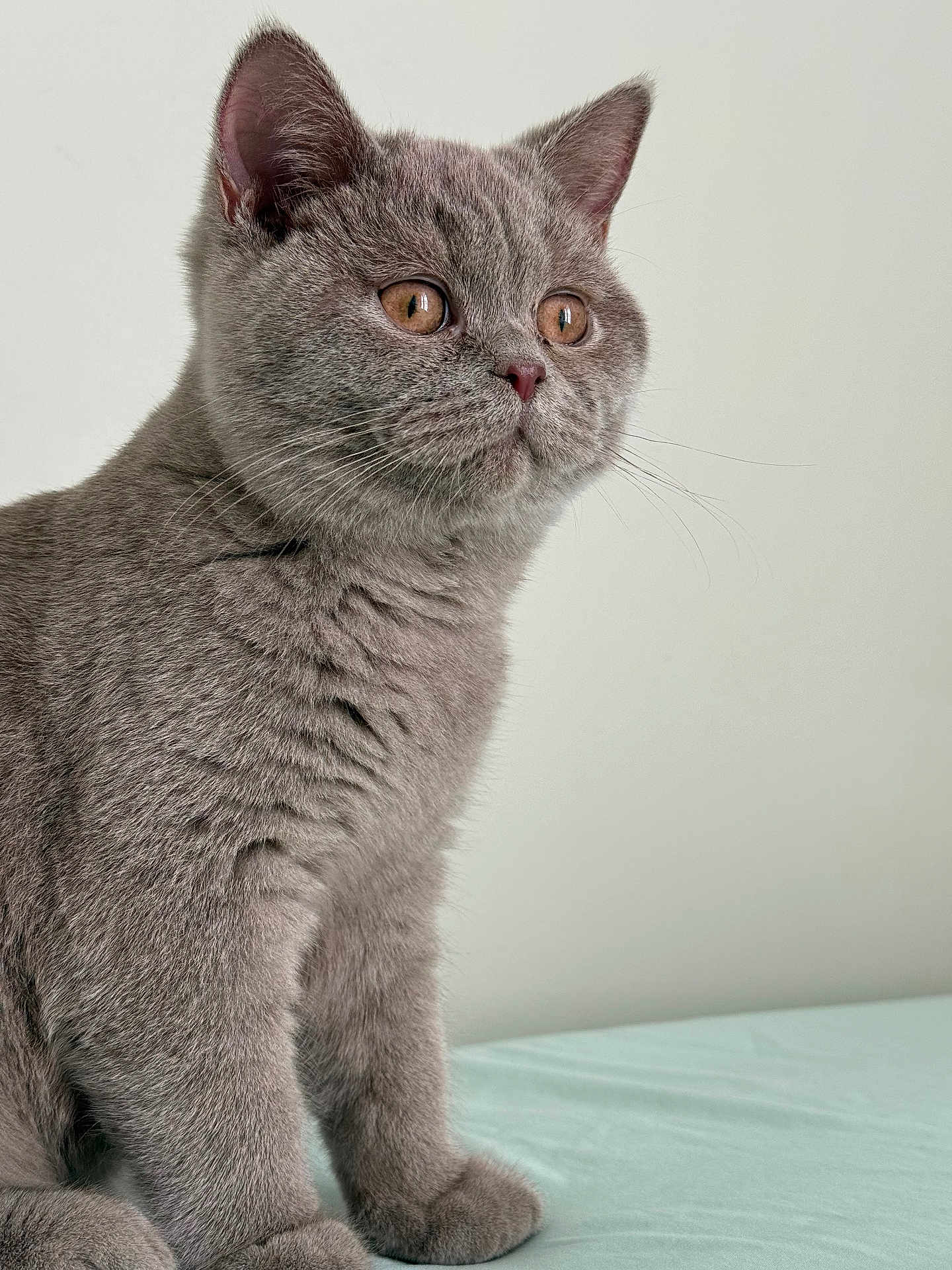 Simba is registered to the contest to win money with this photo: cat, pet, feline, gray_fur, whiskers, ears, eyes, nose, paws, portrait, close_up, sitting, indoor, neutral_background, soft_texture, curious, british_shorthair, fluffy, young_cat, bedding