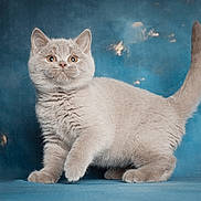 Simba is registered to the contest to win money with this photo: cat, kitten, pet, grey_fur, whiskers, paws, tail, blue_background, studio_shot, portrait, curious, playful, sitting, looking_up, indoor, domestic_animal, soft_texture, fluffy, cute, animal_face