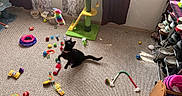 Pepper And Sage joined the competition — help win amazing prizes! black_cat, carpet, cat_toys, cat_tree, collar, colorful_toys, curtains, floor, furniture, home_interior, indoor, jumping_cat, pet, pet_accessories, playful_cat, shelf, shoes, sunflower_cat_tree, sunlight, window