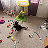 black_cat, carpet, cat_toys, cat_tree, collar, colorful_toys, curtains, floor, furniture, home_interior, indoor, jumping_cat, pet, pet_accessories, playful_cat, shelf, shoes, sunflower_cat_tree, sunlight, window