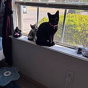 Pepper And Sage joined the competition — help win amazing prizes! car, carpet, cat, collar, curious, curtain, curtain_tieback, feline, floor, greenery, home, houseplant, indoor, kitten, parking_lot, pet, sunlight, toy, window, windowsill
