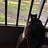 Pepper And Sage is registered to the contest to win money with this photo: animal, bars, black_cat, brown_cat, cat, chair, companionship, cozy, curiosity, feline, grass, indoor, nature, outdoor, pets, quiet, sunlight, tree, wicker, window