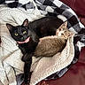 Pepper And Sage joined the competition — help win amazing prizes! animal, black_cat, blanket, collar, companion, couch, cozy, cute, domestic, eyes, feline, fur, indoor, kitten, leather, pet, resting, snuggling, tabby_cat, whiskers