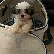 Princess joined the competition — help win amazing prizes! puppy, dog, pet_carrier, fur, cute, indoor, animal, small_dog, white_fur, brown_fur, pet, canine, mesh, looking_at_camera, floor, leash, domestic_animal, young_dog, adorable, companion