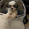 puppy, dog, pet_carrier, fur, cute, indoor, animal, small_dog, white_fur, brown_fur, pet, canine, mesh, looking_at_camera, floor, leash, domestic_animal, young_dog, adorable, companion