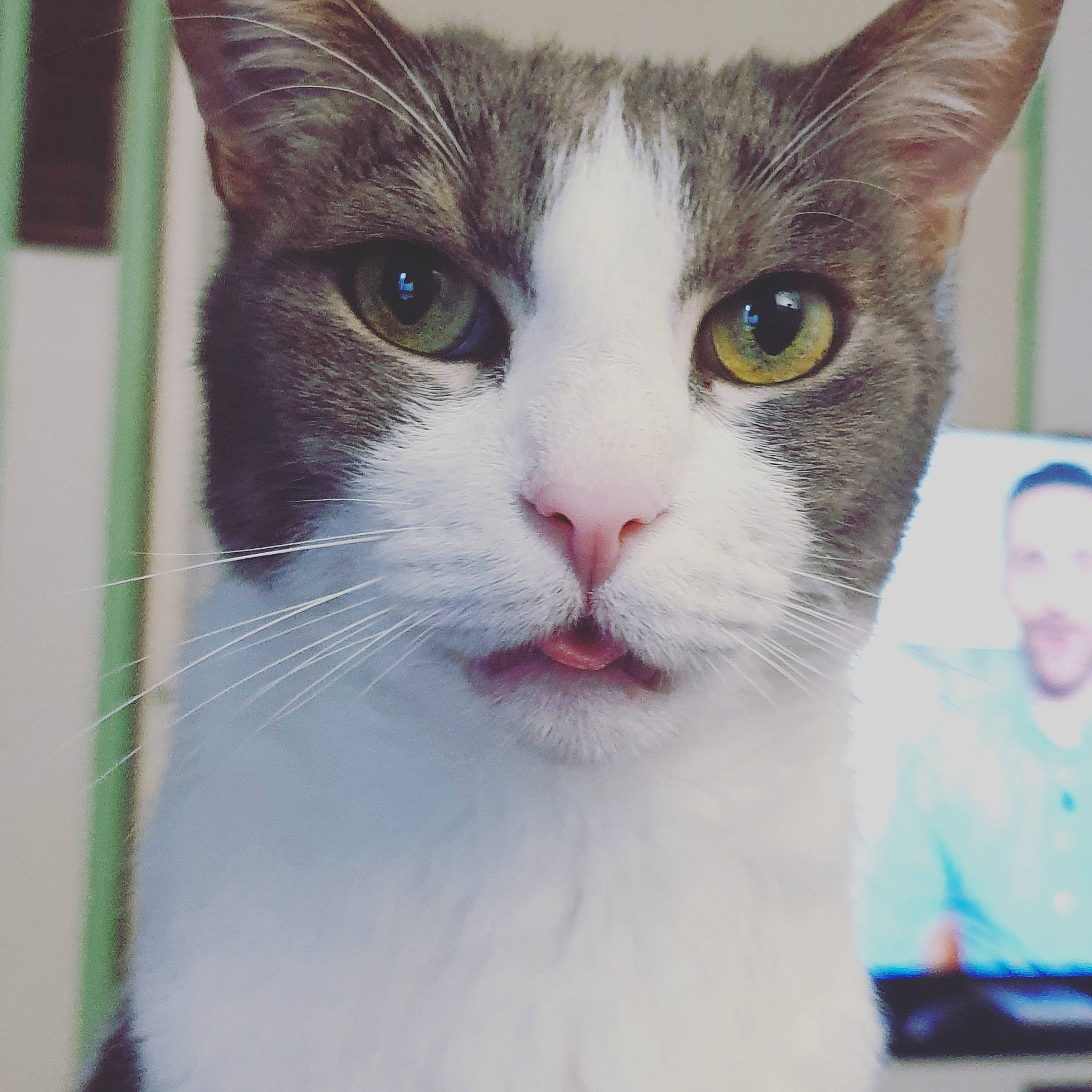 Grizzly participe au concours pour gagner de l'argent avec cette photo : carnivore, cat, collar, curious, domestic_short_haired_cat, door, felidae, fur, iris, photo_caption, small_to_medium_sized_cats, snout, whiskers