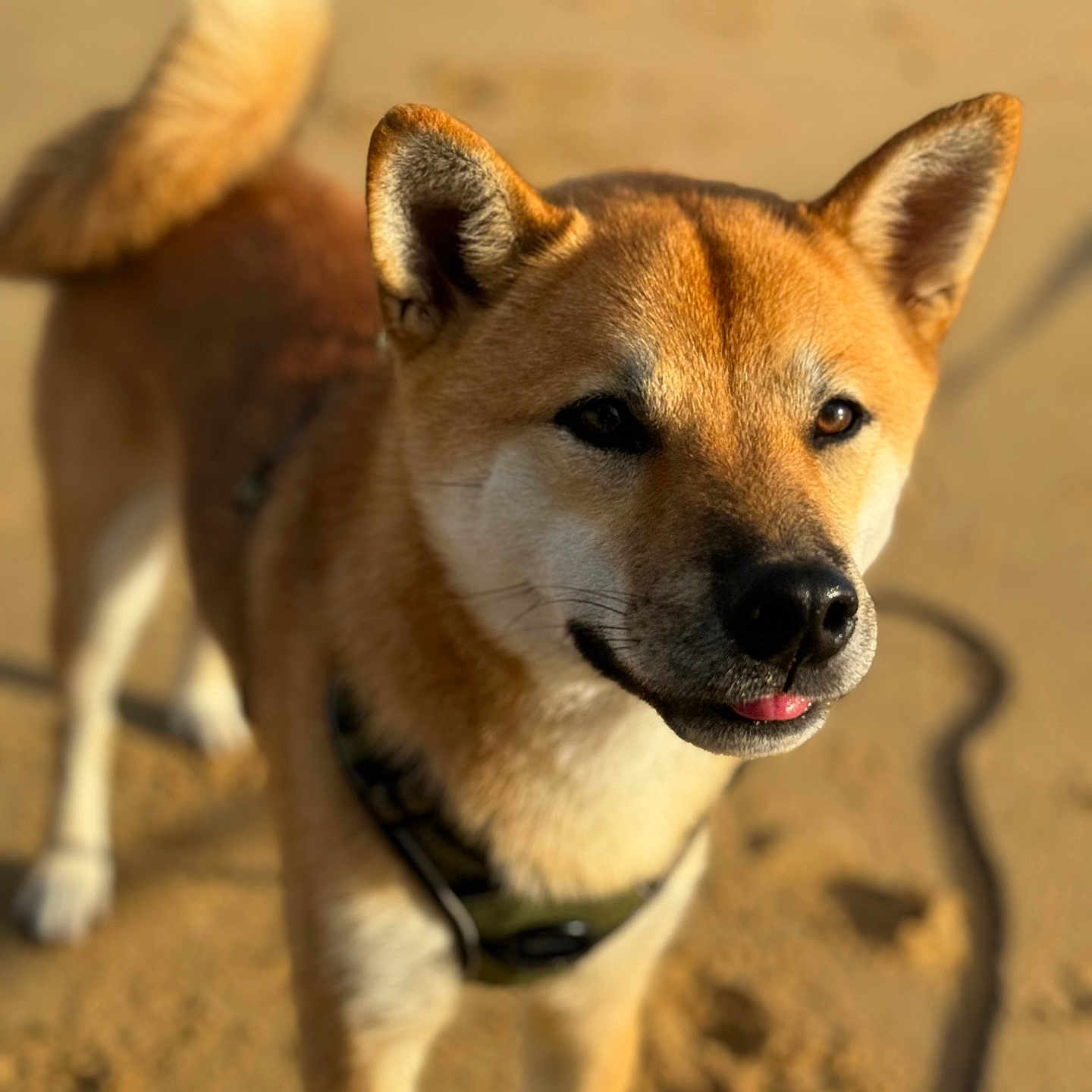 Joji participe au concours pour gagner de l'argent avec cette photo : accessories, animal, canine, dog, eskimodog, fox, germanshepherd, harness, hound, husky, kitfox, leash, outdoors, pet, puppy, redwolf, snout, strap, whitedog, wolf