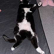 Mittens joined the competition — help win amazing prizes! animal, bed, black_and_white, blanket, carpet, cat, claws, cute, domestic_animal, feline, fur, indoor, lying_down, paw, pet, pink, relaxed, resting, sleeping, whiskers