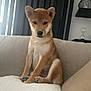 Aiko a rejoint le concours — aidez-le/la à gagner de superbes lots ! dog, puppy, shiba_inu, sitting, couch, indoor, pet, animal, fur, ears, face, living_room, blanket, pillow, home, furniture, cute, looking, calm, domestic
