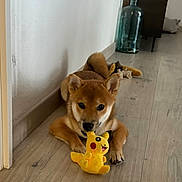 Aiko a rejoint le concours — aidez-le/la à gagner de superbes lots ! dog, puppy, shiba_inu, plush_toy, pikachu, wooden_floor, indoor, pet, chewing, cute, brown_fur, black_nose, ears, tail, toy, home, furniture, glass_bottle, relaxed, animal