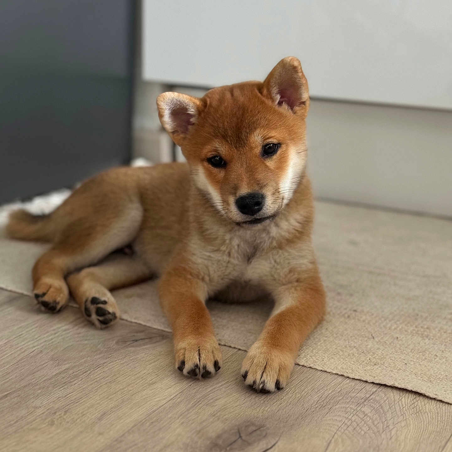 Aiko participe au concours pour gagner de l'argent avec cette photo : adorable, animal, brown_fur, carpet, companion, cute, dog, domestic_animal, ears, floor, fur, indoor, looking, lying_down, paws, pet, portrait, puppy, wooden_floor, young_dog
