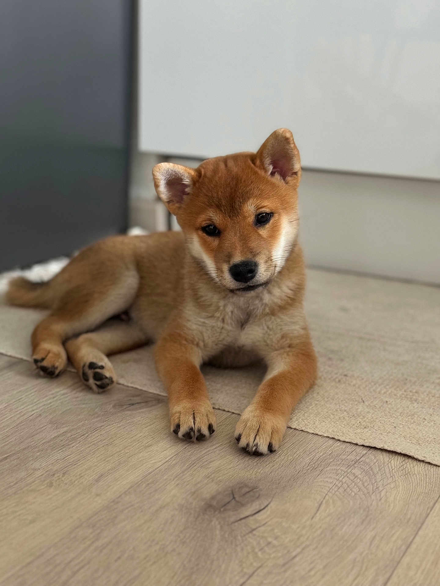 Aiko participe au concours pour gagner de l'argent avec cette photo : puppy, dog, indoor, floor, wooden_floor, carpet, brown_fur, pet, animal, cute, young_dog, lying_down, ears, paws, portrait, looking, adorable, companion, domestic_animal, fur