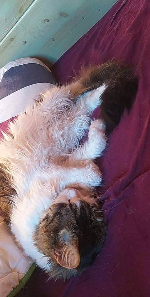 Mégane a rejoint le concours — aidez-le/la à gagner de superbes lots ! canidae, carnivore, cat, claw, comfort, companion_dog, dog_breed, fawn, felidae, fur, human_leg, liver, nap, paw, small_to_medium_sized_cats, snout, sporting_group, tail, textile, whiskers