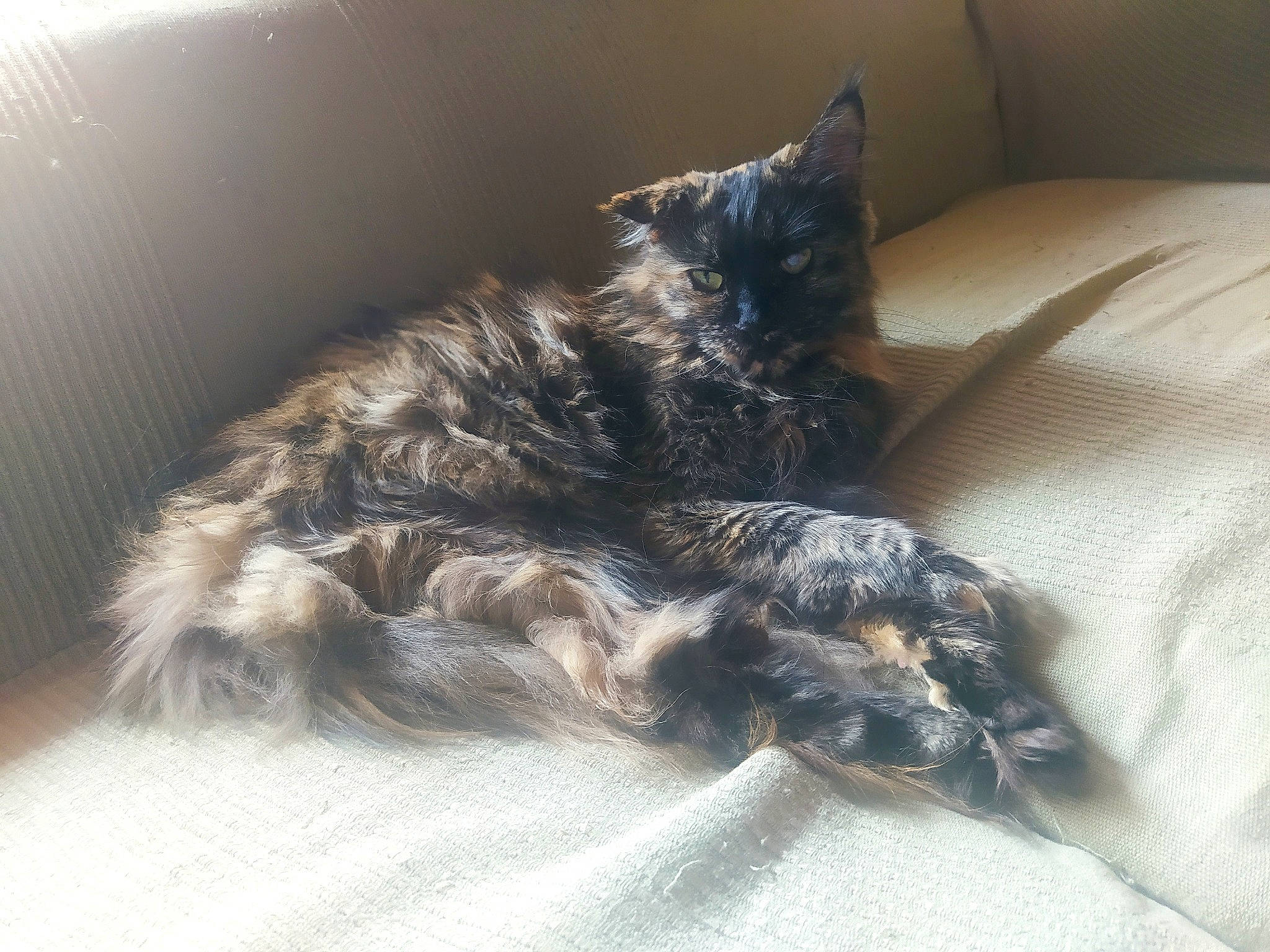 Lulubelle a rejoint le concours — aidez-le/la à gagner de superbes lots ! bed, carnivore, cat, claw, comfort, companion_dog, couch, dog, dog_breed, ear, felidae, fur, grey, liver, paw, small_to_medium_sized_cats, sporting_group, tail, terrier, whiskers