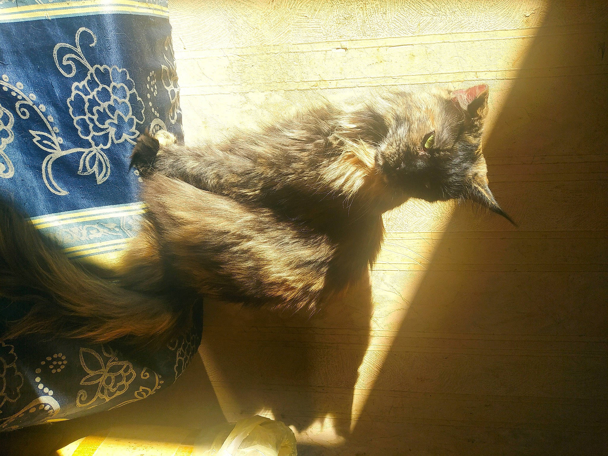 Lulubelle a rejoint le concours — aidez-le/la à gagner de superbes lots ! art, carnivore, cat, claw, domestic_short_haired_cat, fawn, felidae, fur, human_leg, metal, paw, shadow, small_to_medium_sized_cats, snout, tail, tints_and_shades, visual_arts, whiskers, wildlife, window