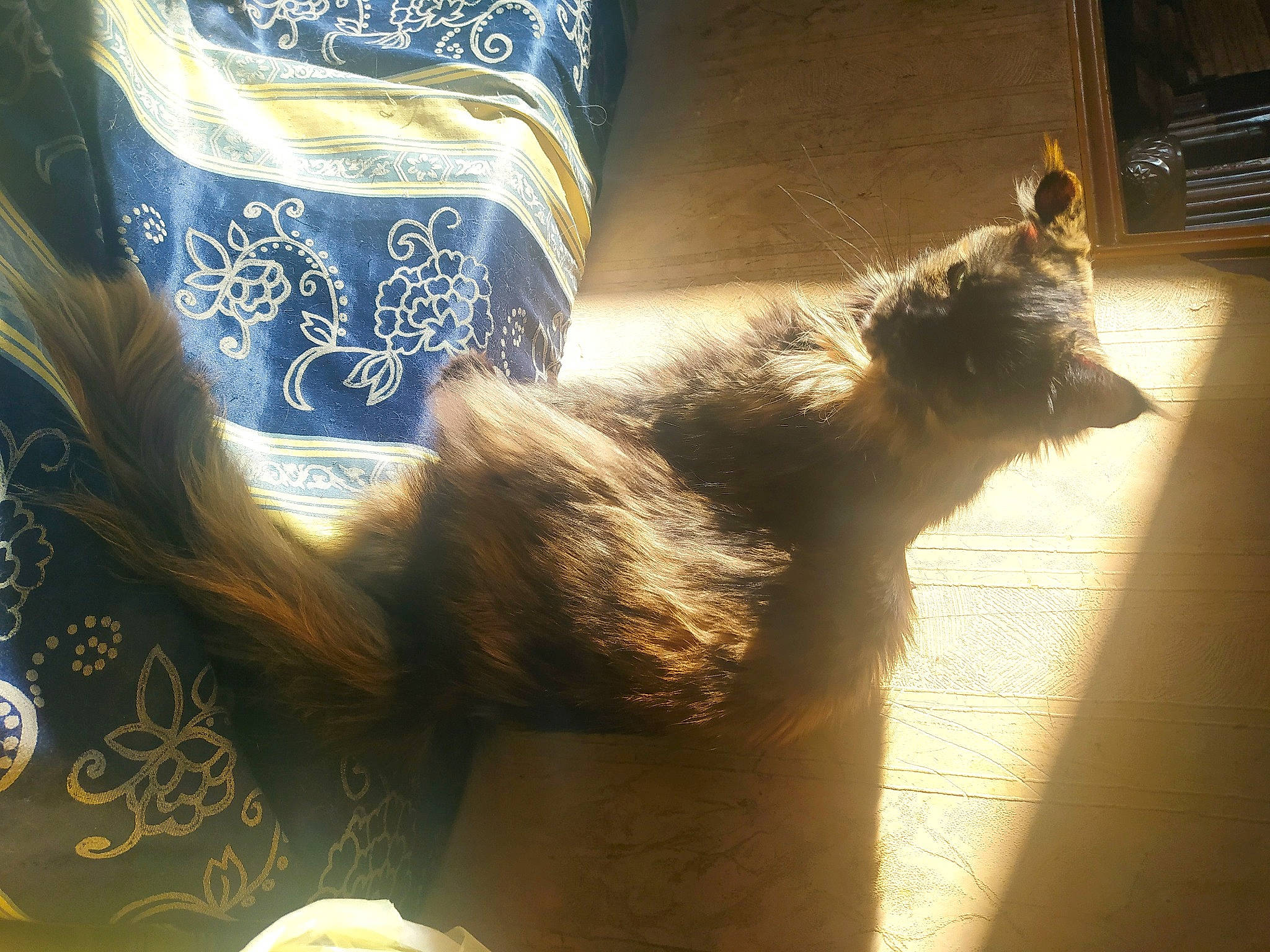 Lulubelle participe au concours pour gagner de l'argent avec cette photo : beard, carnivore, cat, comfort, electric_blue, felidae, flooring, fur, glass, human_leg, organism, paw, shadow, small_to_medium_sized_cats, tail, textile, tints_and_shades, visual_arts, whiskers, window