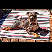 Bear is registered to the contest to win money with this photo: dog, pet, animal, outdoor, sunlight, striped_rug, wooden_deck, brown, black, tan, relaxed, alert, leash, collar, laying_down, portrait, daylight, canine, domestic_animal, summer