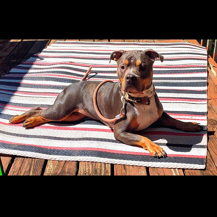 Bear is registered to the contest to win money with this photo: alert, animal, black, brown, canine, collar, daylight, dog, domestic_animal, laying_down, leash, outdoor, pet, portrait, relaxed, striped_rug, summer, sunlight, tan, wooden_deck
