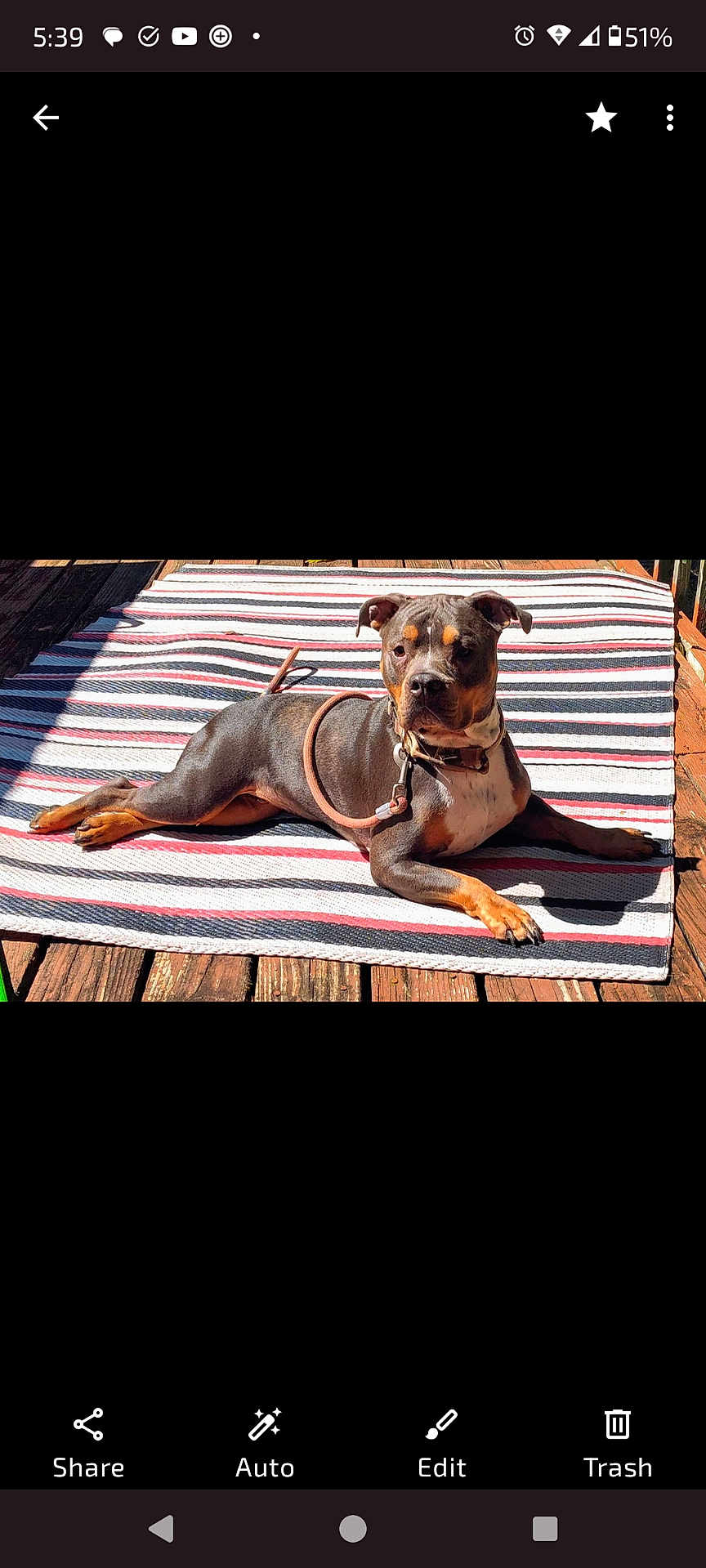 Bear is registered to the contest to win money with this photo: dog, pet, animal, outdoor, sunlight, striped_rug, wooden_deck, brown, black, tan, relaxed, alert, leash, collar, laying_down, portrait, daylight, canine, domestic_animal, summer