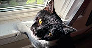 Pacho is registered to the contest to win money with this photo: animal, black_and_white, cat, close_up, dramatic_lighting, feline, glossy_fur, golden_eyes, green_leaves, houseplant, indoor, pet, pointed_ears, portrait, sitting, sunlight, tuxedo_cat, whiskers, window, windowsill
