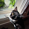 animal, black_and_white, cat, close_up, dramatic_lighting, feline, glossy_fur, golden_eyes, green_leaves, houseplant, indoor, pet, pointed_ears, portrait, sitting, sunlight, tuxedo_cat, whiskers, window, windowsill