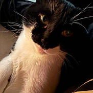 Pacho joined the competition — help win amazing prizes! animal, black_and_white, black_fur, cat, close_up, dramatic_lighting, feline, fluffy, fur, golden_eyes, indoors, long_whiskers, looking_at_camera, pet, portrait, shadow, sitting, tuxedo_cat, whiskers, white_chest
