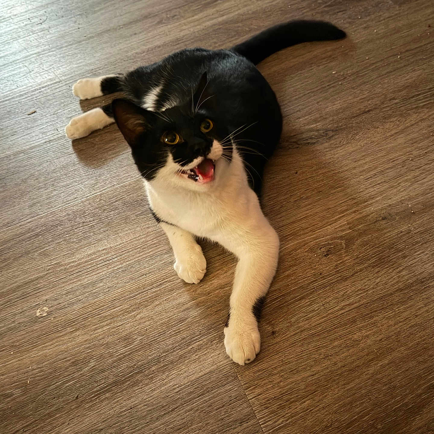Pacho is registered to the contest to win money with this photo: animal, black_and_white, cat, close_up, feline, funny, fur, indoor, long_tail, lying_down, open_mouth, paws, pet, photography, playful, portrait, tuxedo_cat, whiskers, wooden_floor, yellow_eyes