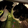 Pacho joined the competition — help win amazing prizes! animal, black_and_white, cat, close_up, colorful_lighting, computer, curious, cute, dark, dramatic, feline, golden_eyes, indoor, keyboard, looking_at_camera, paws, pet, portrait, technology, whiskers