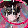 Pacho joined the competition — help win amazing prizes! animal, black_and_white, cat, colorful, curious, ears, eyes, face, flash_photography, funny, indoor, mesh, pet, pink, play_tent, pom_pom, portrait, toy, whiskers, wooden_floor