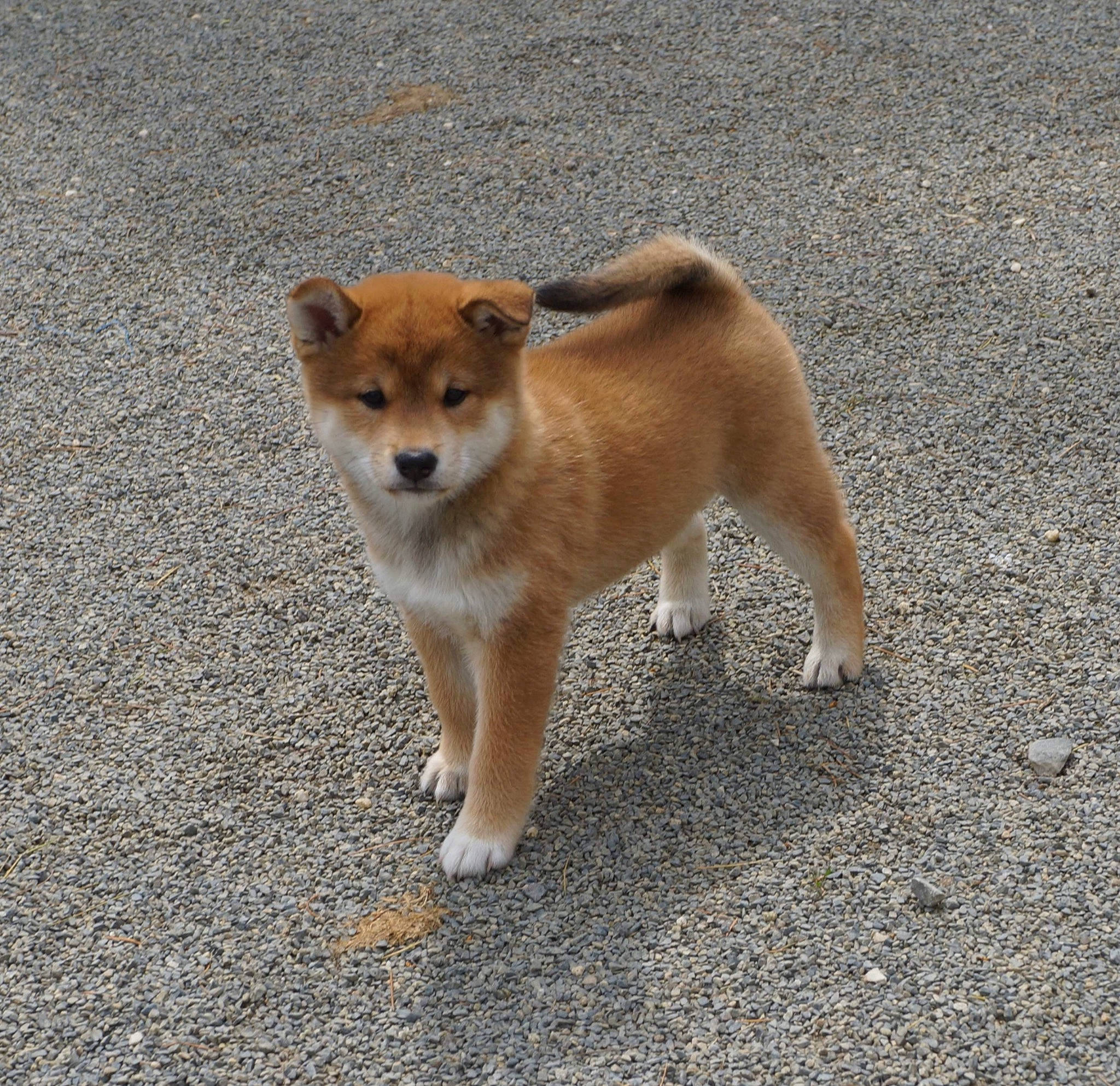 Pòmaïko participe au concours pour gagner de l'argent avec cette photo : canidae, carnivore, companion_dog, corgi_chihuahua, dog, dog_breed, fawn, fur, non_sporting_group, road_surface, snout, sporting_group, tail, terrestrial_animal, wildlife