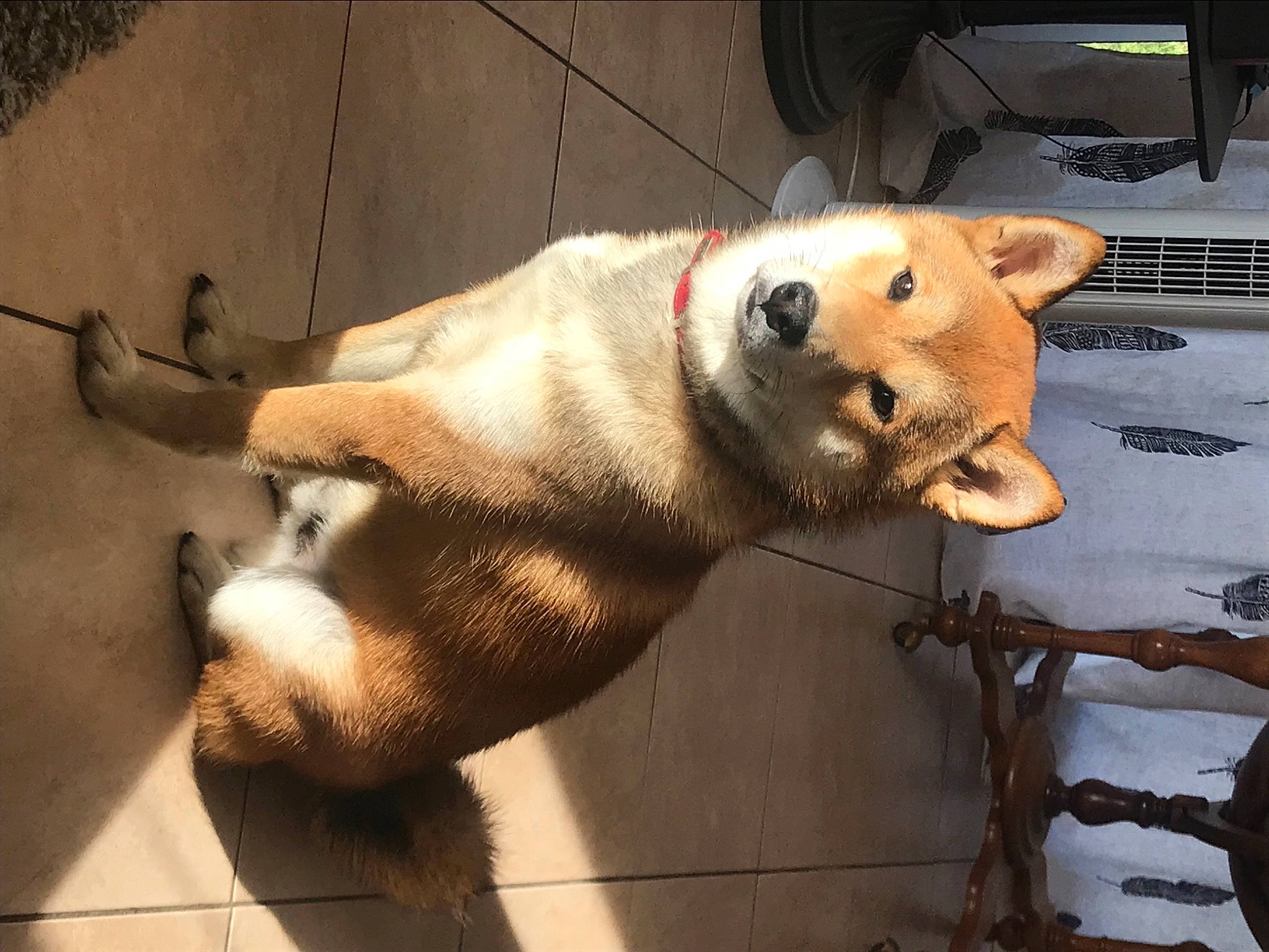 Pòmaïko a rejoint le concours — aidez-le/la à gagner de superbes lots ! canidae, carnivore, companion_dog, computer_keyboard, dog, dog_breed, dog_supply, fawn, felidae, fur, home_appliance, paw, pet_supply, snout, sporting_group, tail, terrestrial_animal, whiskers, window, working_animal