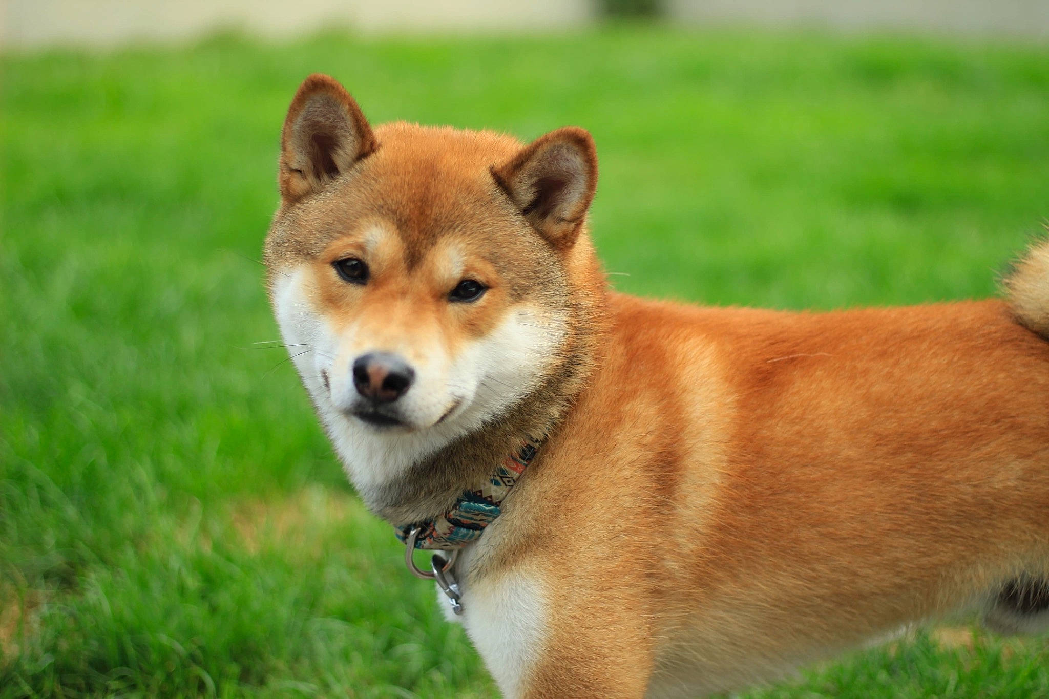 Pòmaïko participe au concours pour gagner de l'argent avec cette photo : ancient_dog_breeds, canidae, canis, carnivore, companion_dog, dog, dog_breed, fawn, fur, grass, non_sporting_group, snout, tail, terrestrial_animal, whiskers, wildlife, working_dog