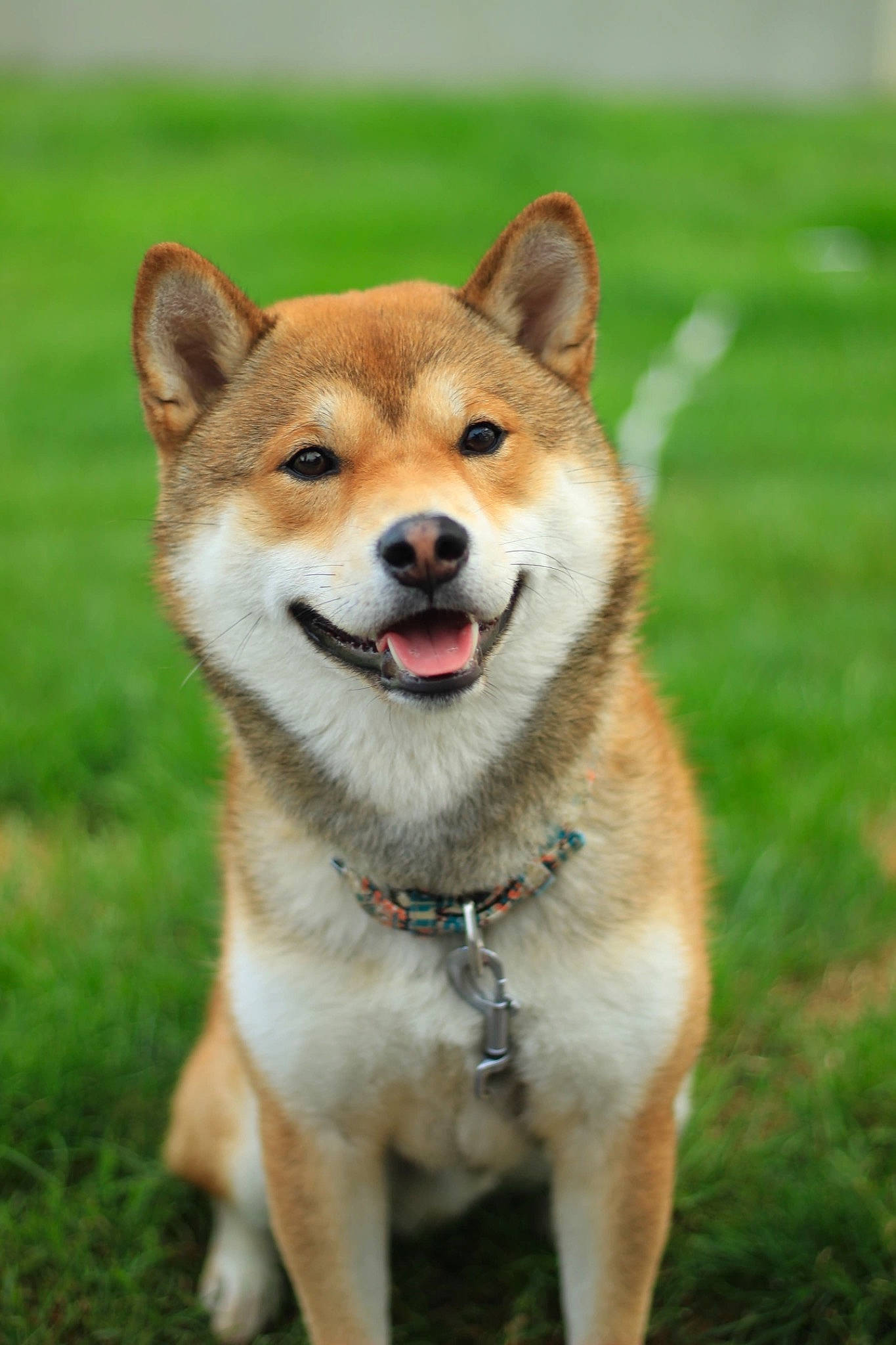 Pòmaïko participe au concours pour gagner de l'argent avec cette photo : ancient_dog_breeds, canidae, carnivore, collar, companion_dog, dog, dog_breed, fawn, fur, grass, non_sporting_group, snout, tail, terrestrial_animal, whiskers, wildlife, working_dog