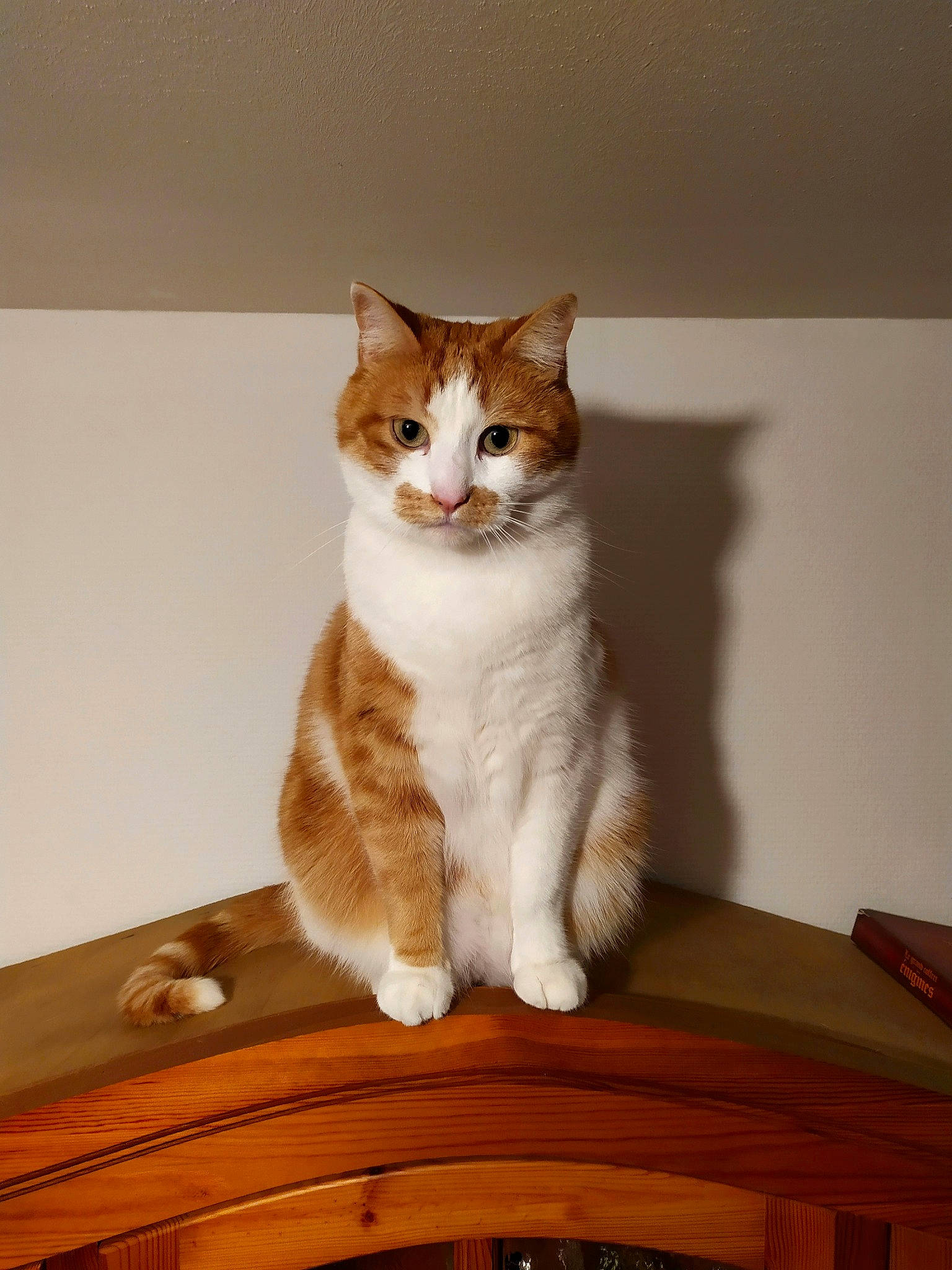 Chachou a rejoint le concours — aidez-le/la à gagner de superbes lots ! aegean_cat, american_wirehair, carnivore, cat, domestic_short_haired_cat, european_shorthair, fawn, felidae, mammal, ojos_azules, small_to_medium_sized_cats, whiskers