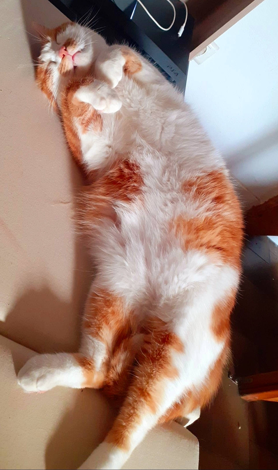 Chachou a rejoint le concours — aidez-le/la à gagner de superbes lots ! aegean_cat, american_wirehair, carnivore, cat, fawn, felidae, fur, german_rex, paw, small_to_medium_sized_cats, tail, whiskers