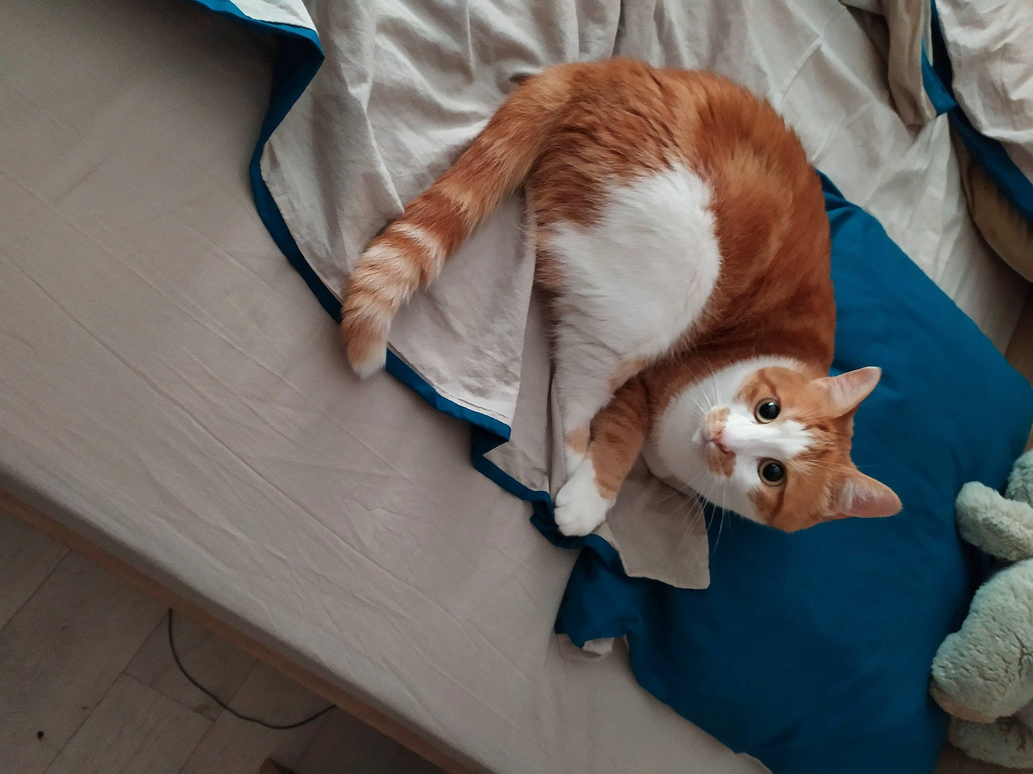 Chachou participe au concours pour gagner de l'argent avec cette photo : aegean_cat, carnivore, cat, fawn, felidae, fur, kitten, small_to_medium_sized_cats, tail, whiskers