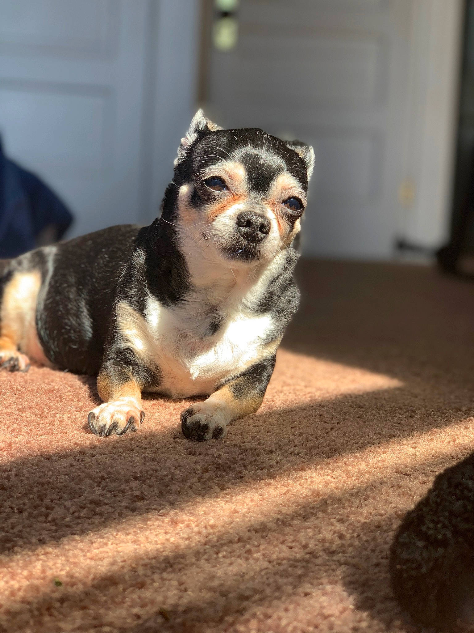 Gizmo joined the competition — help win amazing prizes! canidae, carnivore, companion_dog, dog, dog_breed, fawn, fur, mammal, paw, puppy, rare_breed_dog, snout, sporting_group, vertebrate, whiskers