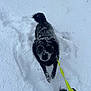 dog, black_dog, snow, leash, footwear, shoe, outdoor, winter, animal, pet, playful, walking, snow_covered, fur, cold, daylight, nature, person, leash_handle, paw_prints