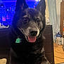 Carter is registered to the contest to win money with this photo: dog, black_dog, pet, indoor, tongue_out, ears_up, collar, tag, happy, closeup, furniture, cushion, screen, technology, floor, wall, cabinet, water_bottle, cord, room
