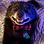 Carter joined the competition — help win amazing prizes! dog, black_dog, bow_tie, pet_tag, smiling, happy, bed, blanket, indoor, closeup, canine, fur, collar, pet, animal, face, teeth, cute, portrait, relaxed