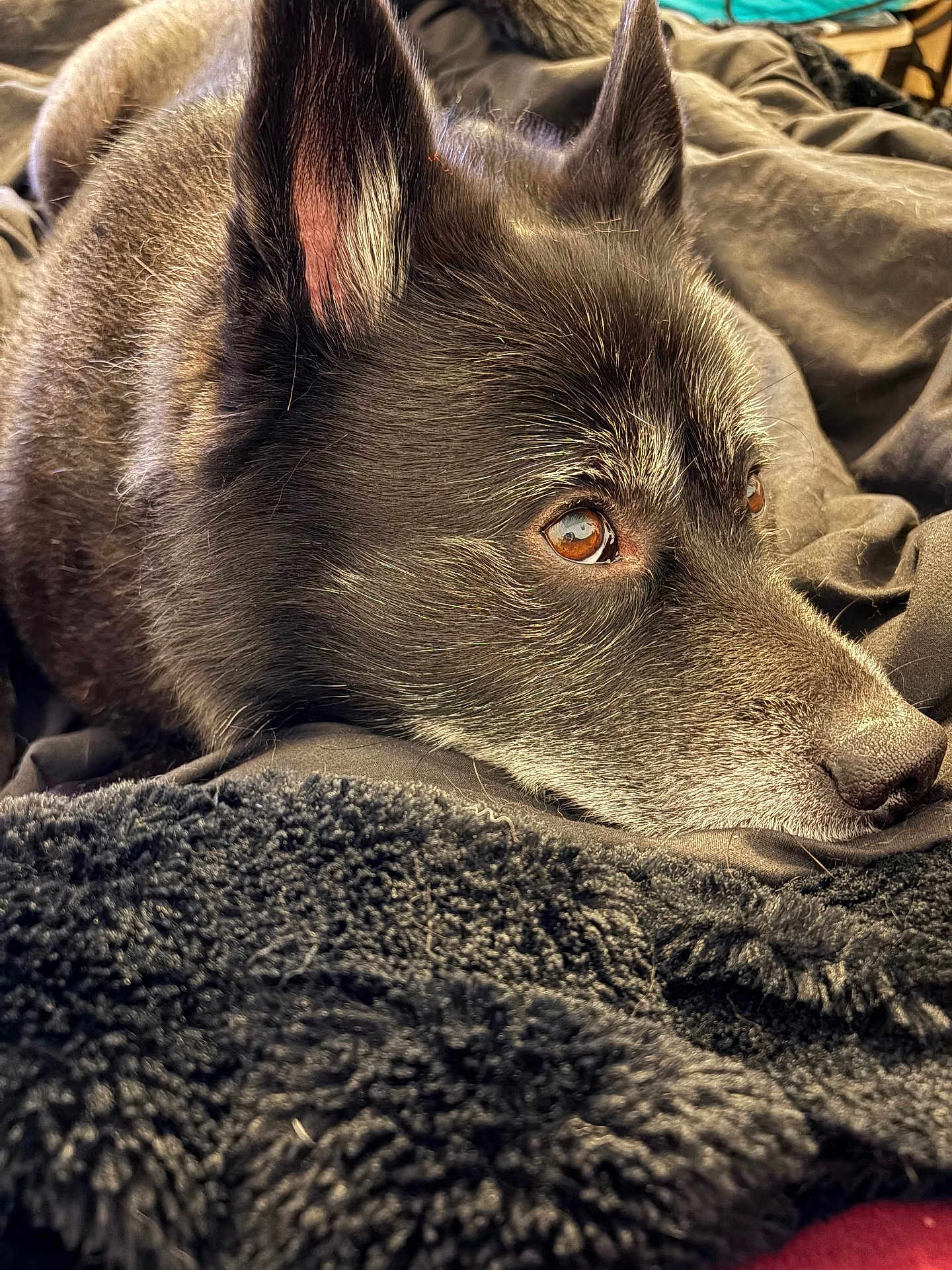 Carter is registered to the contest to win money with this photo: dog, close_up, resting, blanket, fur, ears, eyes, nose, cozy, indoor, portrait, sleepy, pet, animal, brown_eyes, soft_texture, laying_down, whiskers, calm, relaxed