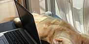 Caramel participe au concours pour gagner de l'argent avec cette photo : cat, computer, cord, cozy, curtain, desk, feline, home, indoor, laptop, mouse, orange_cat, pet, relaxed, resting, striped_cat, sunlight, technology, window, workspace