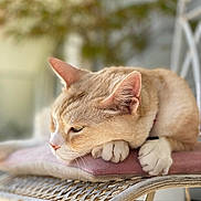 Caramel participe au concours pour gagner de l'argent avec cette photo : cat, feline, animal, pet, resting, cushion, chair, indoor, closeup, whiskers, ears, paws, relaxation, soft_light, blurred_background, fur, domestic_animal, sleepy, cozy, comfortable