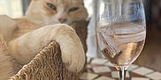 Caramel participe au concours pour gagner de l'argent avec cette photo : cat, pet, relaxed, basket, woven, paw, table, glass, drink, ice, indoor, window, tiled_table, blurred_background, cozy, resting, feline, home, daylight, casual