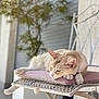 Caramel a rejoint le concours — aidez-le/la à gagner de superbes lots ! cat, animal, pet, feline, resting, cushion, chair, metal_furniture, outdoor, relaxation, soft_focus, light_brown, cream_color, paws, ears, whiskers, fur, daylight, plant, background_blur