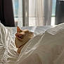 Caramel a rejoint le concours — aidez-le/la à gagner de superbes lots ! cat, bed, blanket, indoor, light, window, cozy, resting, feline, fur, comfort, white, soft, peaceful, home, relaxation, side_view, animal, sleepy, quiet