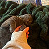 cat, sleeping, hand, blanket, fur, cozy, indoor, resting, pet, animal, gray, soft, paw, human, comfort, warm, closeup, relaxed, nap, bedspread