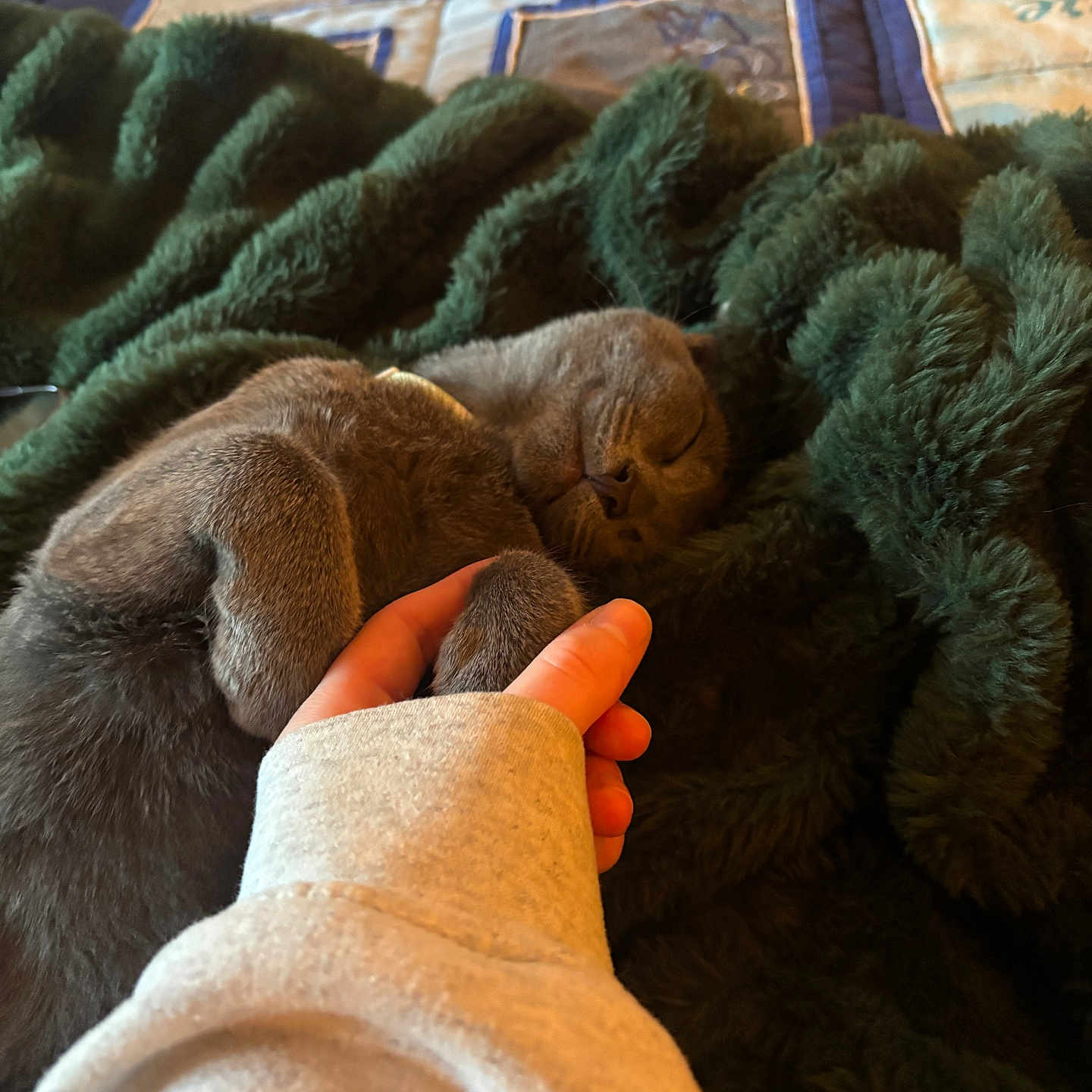 Kittery joined the competition — help win amazing prizes! cat, sleeping, hand, blanket, fur, cozy, indoor, resting, pet, animal, gray, soft, paw, human, comfort, warm, closeup, relaxed, nap, bedspread